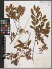 Foto von Salix aurita L. x Salix myrtilloides L. x Salix starkeana Willd.